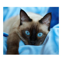 Load image into Gallery viewer, Blue Eye Cat - Full Drill Round Drill - 40x30cm