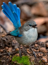 Load image into Gallery viewer, BLUE WREN 2-FULL DRILL DIAMOND PAINTING 35*50CM