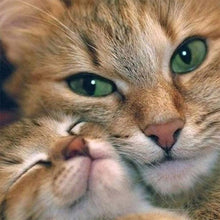 Load image into Gallery viewer, Cat - Full Diamond Painting - 30x30cm