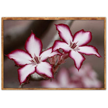 Load image into Gallery viewer, Flower - Full Drill Round Drill - 40x30cm