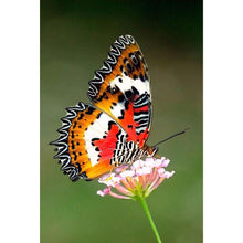 Load image into Gallery viewer, Butterfly  - Full Drill Round Drill - 30x40cm