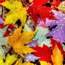 Load image into Gallery viewer, Maple Leaf - Full Drill Round Drill - 30x30cm