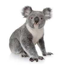 Load image into Gallery viewer, Koala - Full Diamond Painting - 30x30cm