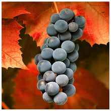 Load image into Gallery viewer, Sweet Grapes - Full Diamond Painting - 30x30cm