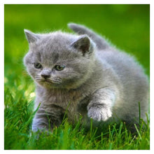 Load image into Gallery viewer, Cat Animal - Full Diamond Painting - 30x30cm