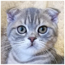 Load image into Gallery viewer, CatArt - Full Diamond Painting - 30x30cm