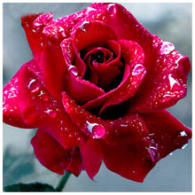 Load image into Gallery viewer, RosesRoom - Full Diamond Painting - 30x30cm