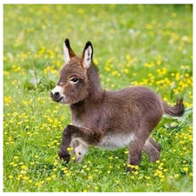 Load image into Gallery viewer, Donkey - Full Drill Round Drill - 30x30cm