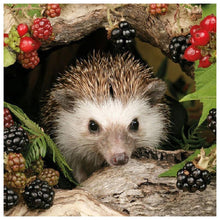 Load image into Gallery viewer, Animal Hedgehog - Full Drill Round Drill - 30x30cm