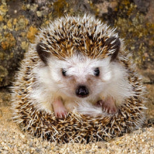 Load image into Gallery viewer, Animals  - Full Drill Round Drill - 30x30cm