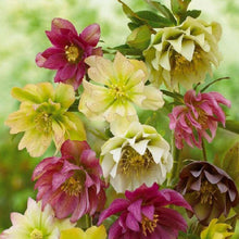 Load image into Gallery viewer, Flowers  - Full Drill Round Drill - 30x30cm