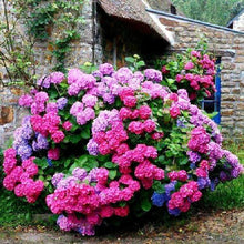 Load image into Gallery viewer, Flowers  - Full Drill Round Drill - 30x30cm