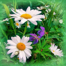 Load image into Gallery viewer, Flowers  - Full Drill Round Drill - 30x30cm