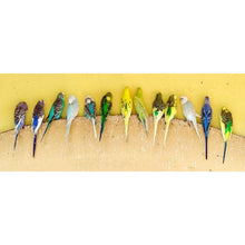 Load image into Gallery viewer, Bird - Full Drill Round Drill - 80x30cm