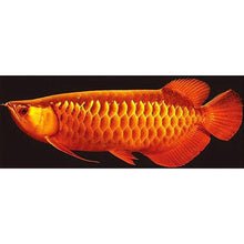 Load image into Gallery viewer, Fish - Full Drill Round Drill - 110x45cm