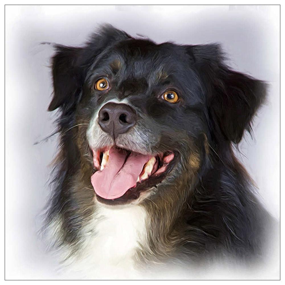 Black Dog  - Full Diamond Painting - 30x30cm