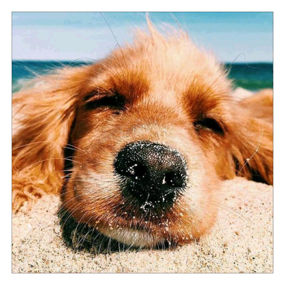 Dog  - Full Diamond Painting - 30x30cm