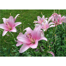 Load image into Gallery viewer, Flower  - Full Drill Round Drill - 40x30cm
