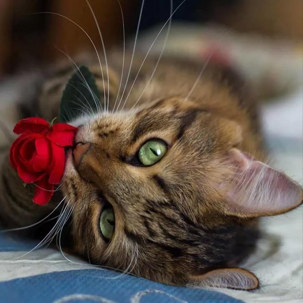 Art  - Full Drill Round Drill - 30x30cm