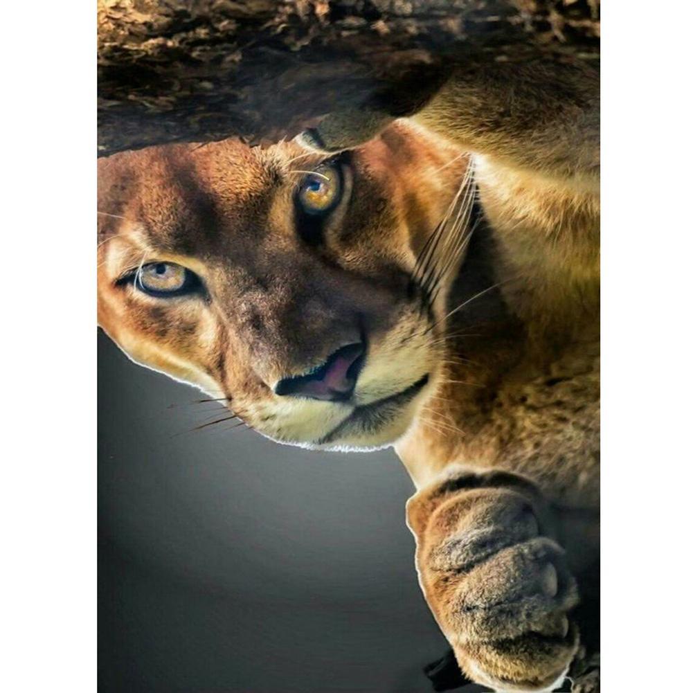 Tiger  - Full Drill Round Drill - 30x40cm