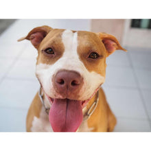 Load image into Gallery viewer, Dog - Full Diamond Painting - 30x40cm
