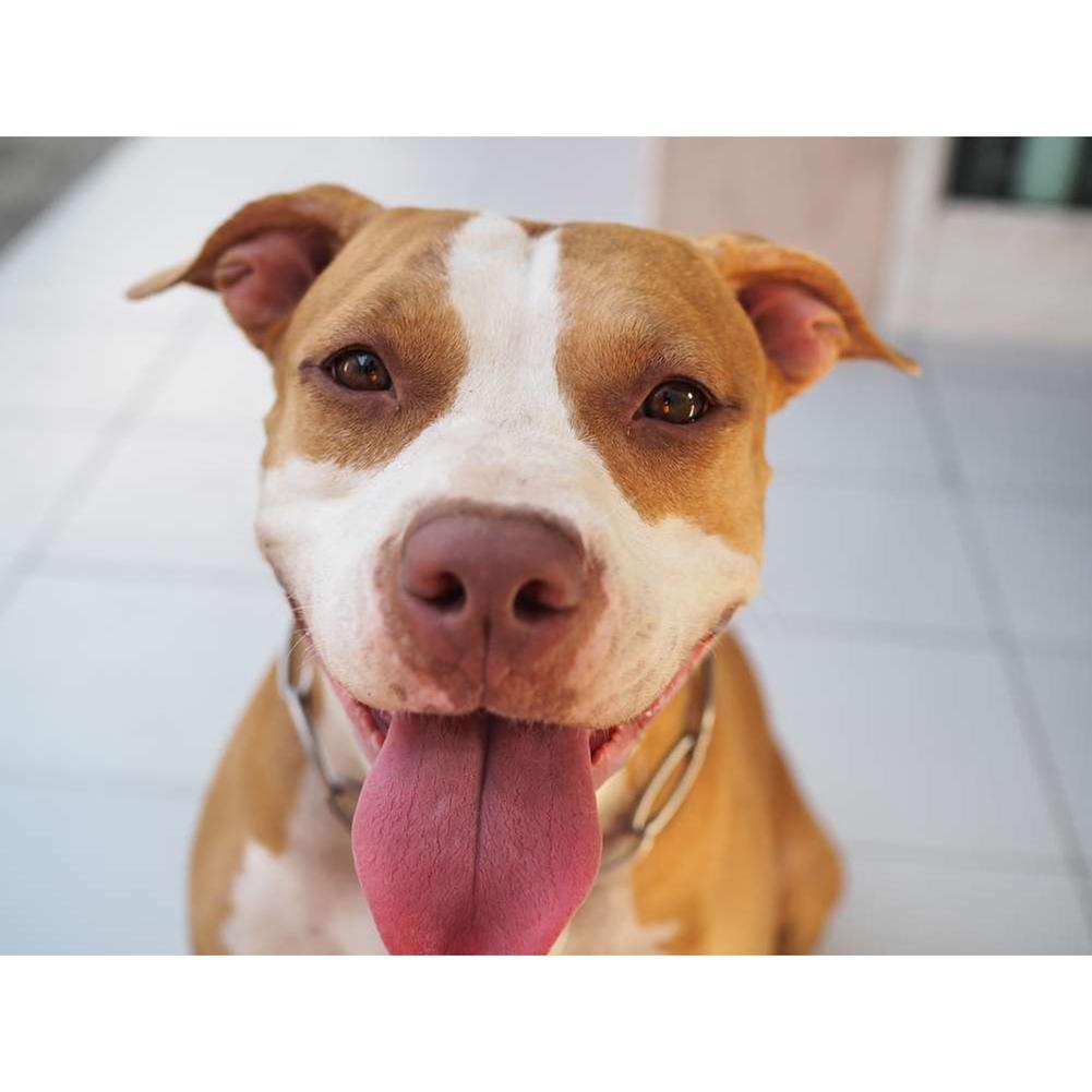 Dog - Full Diamond Painting - 30x40cm