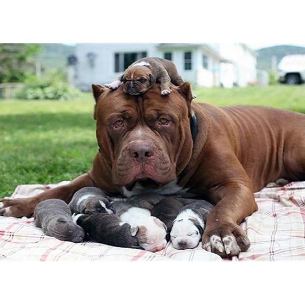 Dog - Full Diamond Painting - 30x40cm