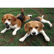 Load image into Gallery viewer, DogAnimals  - Full Diamond Painting - 40x30cm
