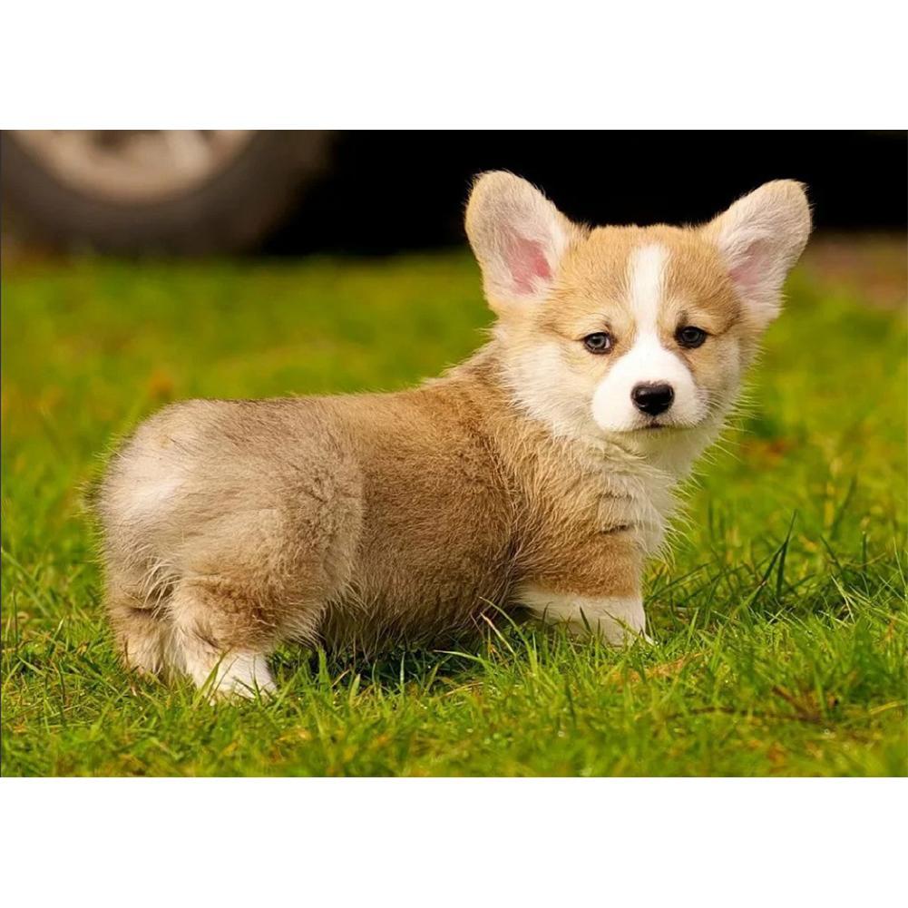 PuppyPictures  - Full Diamond Painting - 40x30cm