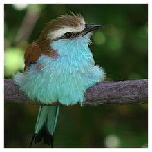 Load image into Gallery viewer, Bird Animal - Full Diamond Painting - 30x30cm
