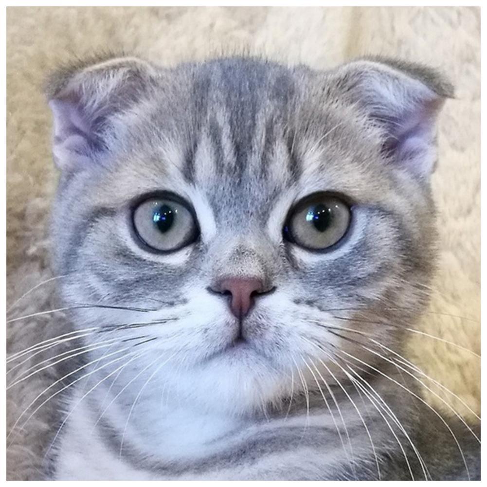 CatArt - Full Diamond Painting - 30x30cm