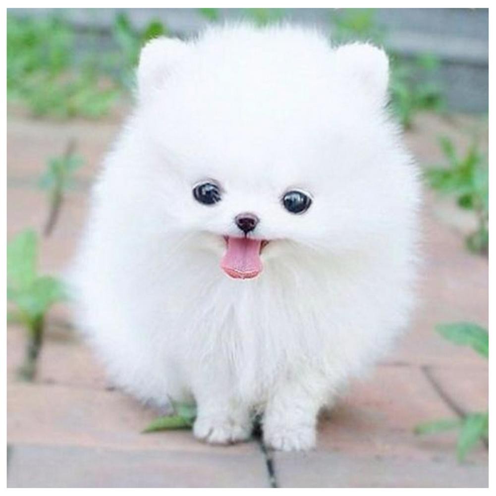 Cute White DogWall - Full Diamond Painting - 30x30cm