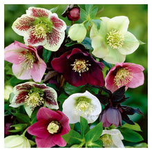 Load image into Gallery viewer, Cross Stitch  - Full Diamond Painting - 30x30cm
