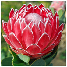 Load image into Gallery viewer, Flower  - Full Drill Round Drill - 30x30cm
