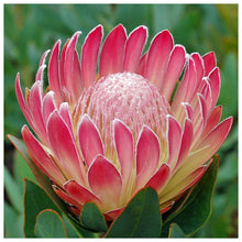 Load image into Gallery viewer, Flower - Full Drill Round Drill - 30x30cm
