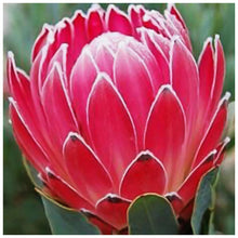 Load image into Gallery viewer, Flower - Full Drill Round Drill - 30x30cm
