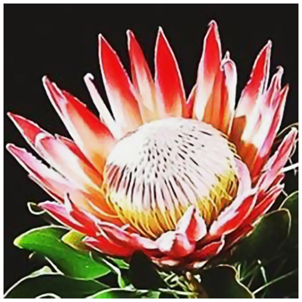 Flower - Full Drill Round Drill - 30x30cm