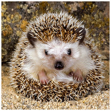 Load image into Gallery viewer, Hedgehog - Full Drill Round Drill - 30x30cm
