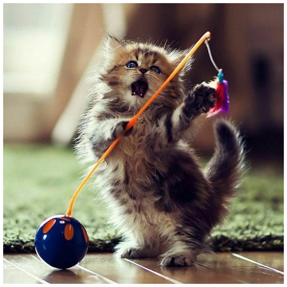 Kitten - Full Drill Round Drill - 30x30cm