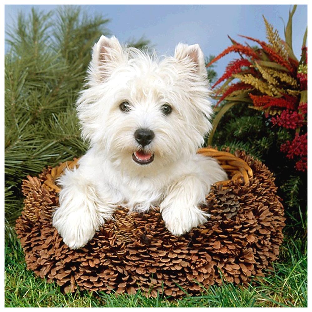 Dog - Full Drill Round Drill - 30x30cm