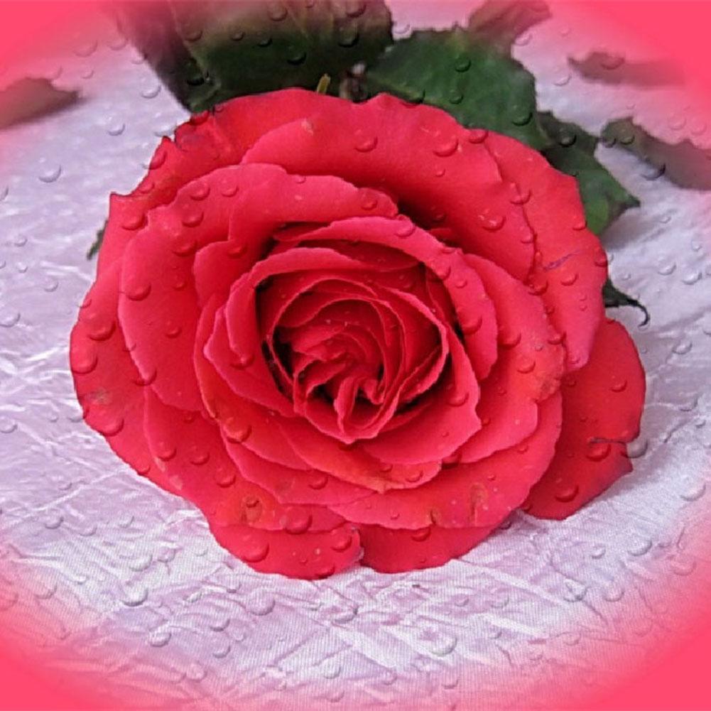 Flowers  - Full Drill Round Drill - 30x30cm